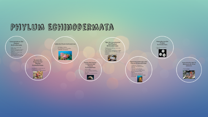 Phylum Echinodermata by luciana ordosgoittiz on Prezi