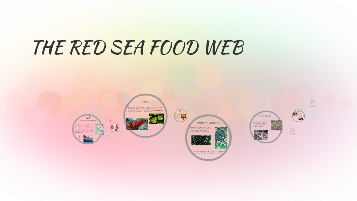 THE RED SEA FOOD WEB by Irene Barron on Prezi