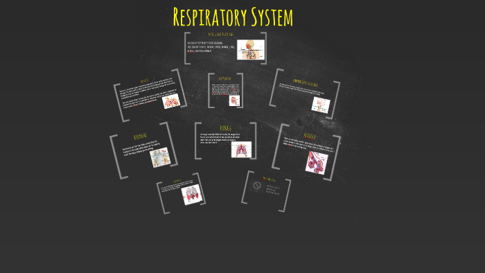 Respiratory System by on Prezi