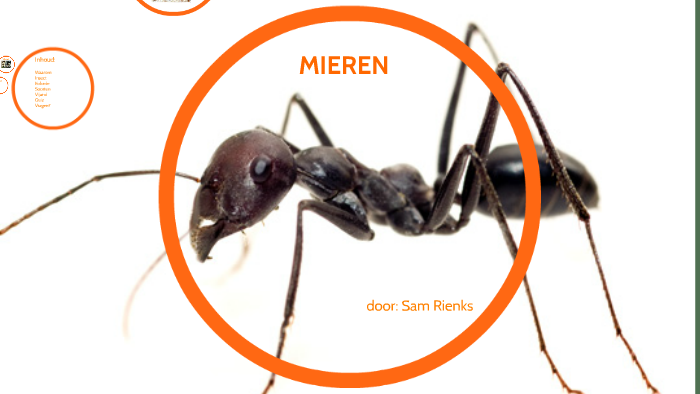 Mieren by on Prezi