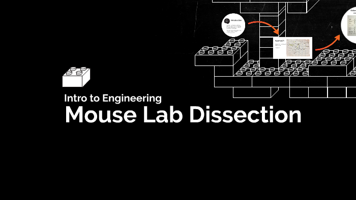 Mouse Lab Dissection by Srivatsen Senthilnathan on Prezi
