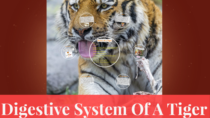 Digestive System Of A Tiger by Samirah Alsina on Prezi