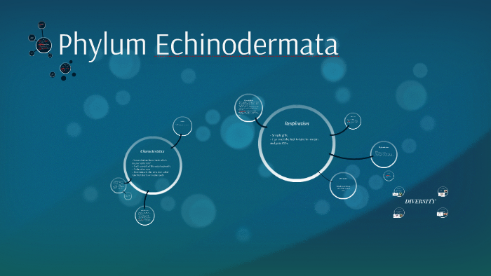 Phylum Echinodermata by Shaleigh Parker on Prezi