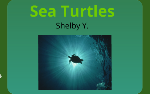 Sea Turtles by Shelby Sam Yeti-Phil on Prezi