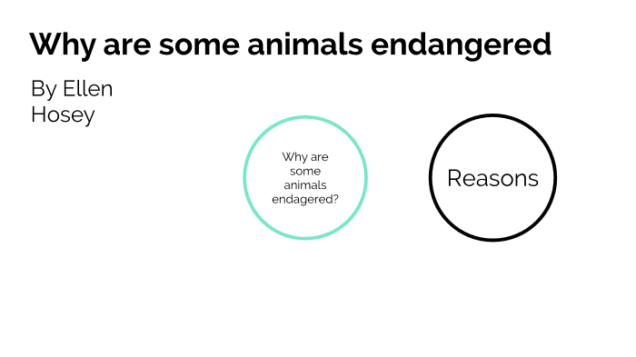 why-are-some-animals-endangered-by-ellen-hosey