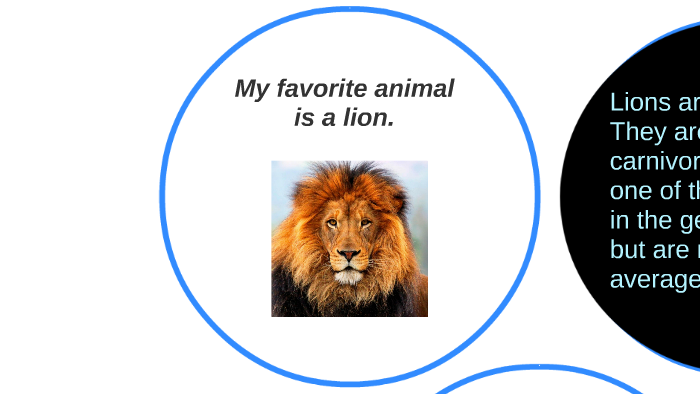 Как переводится лев. My favourite animal. Проект my favourite animal 5 класс. My favourite Wild animal is Lions.