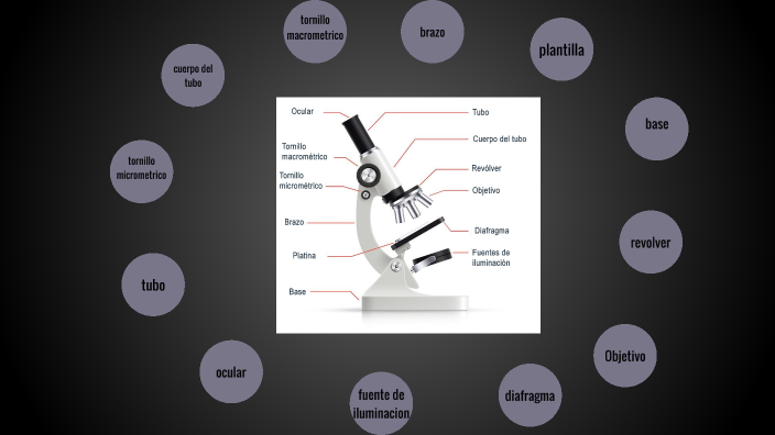 partes microscopio óptico compuesto MOC. by Laura Montes on Prezi