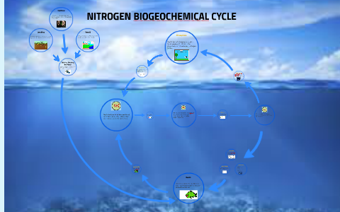 NITROGEN BIOGEOCHEMICAL CYCLE by jonas lobe jonas lobe on Prezi