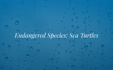 Endangered Species: Sea Turtles by Katie U on Prezi