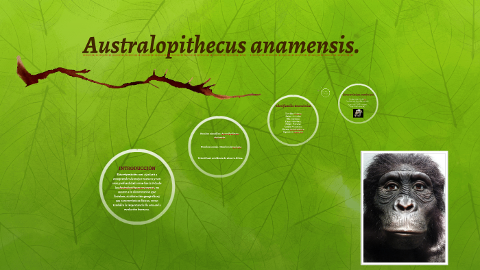 Australopithecus anamensis. by Nicolás Ibacache on Prezi