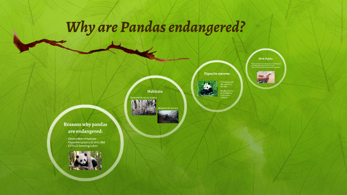 Why are Pandas endangered? by Ti Le on Prezi