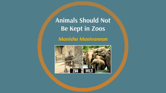 animals-should-not-be-kept-in-zoos-by-manisha-manivannan