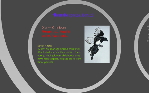 animal-behavior-and-enrichment-of-the-corvid-by-caroline-matuck-on-prezi