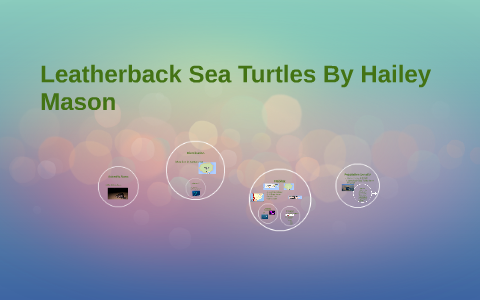 Galapagos Project- Leatherback Sea Turtle by Hailey Mason on Prezi