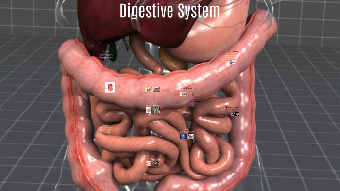 Digestive System by Tori Cruz on Prezi