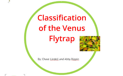 Venus Fly Trap Classification Chart