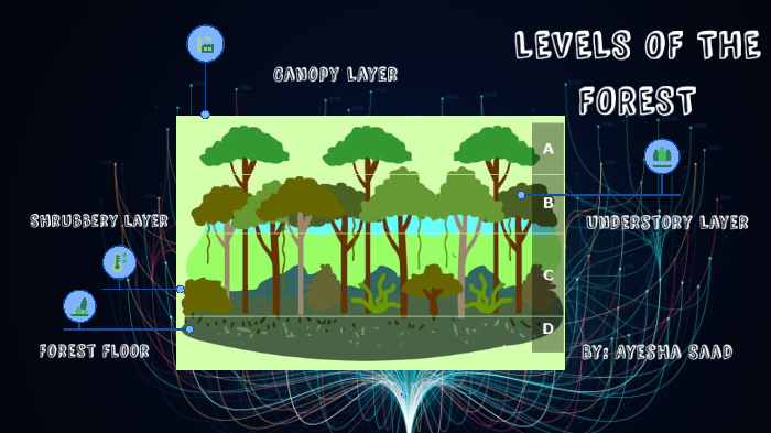 Levels of the forest by Ayesha Saad on Prezi