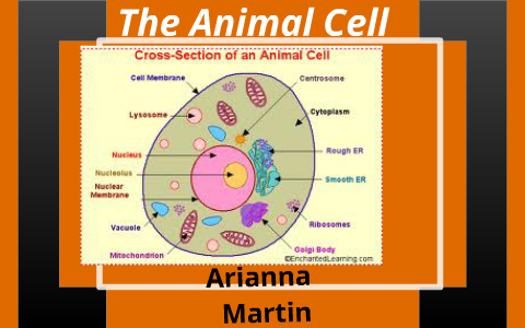 Animal cell by Arianna Martin on Prezi
