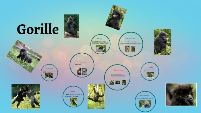 gorilla-s-habitat-by-camryn-mcclelland-on-prezi
