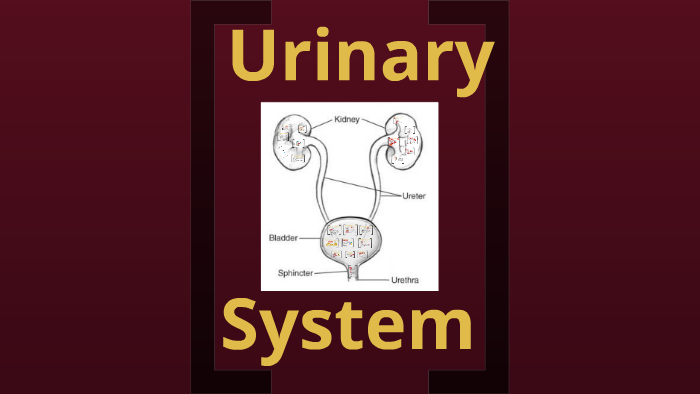 chapter-15-urinary-system-answer-key-marrsrisha