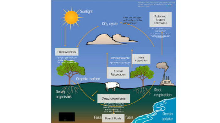 The Carbon Cycle by Jacqualine Chan on Prezi