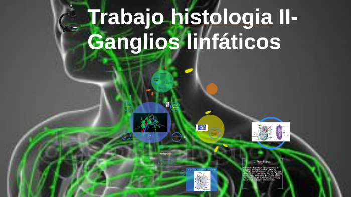 diagrama histológico de los ganglios linfáticos