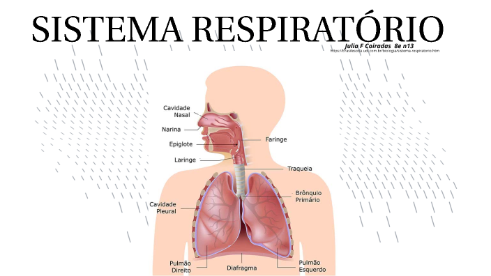 SISTEMA RESPIRATÓRIO by Julia Coiradas