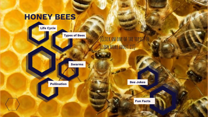 Honey Bees by Daniela Chavez on Prezi