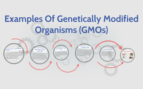 Examples Of Genetically Modified Organisms (GMOs) by jen manejable on Prezi