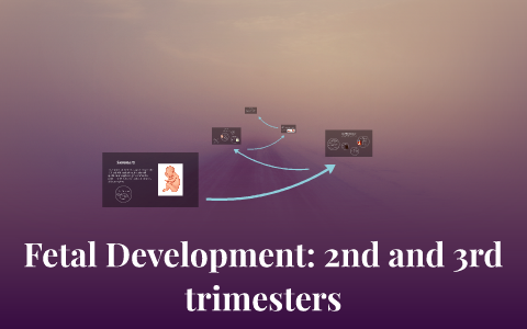 Fetal Development: 2nd and 3rd trimesters by Winnie Lo