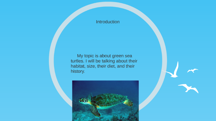 Green Sea Turtles by Megan V on Prezi