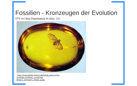 Fossilien Kronzeugen Der Evolution By Nico Thommadura De Silva