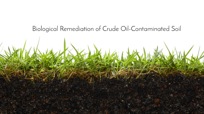 Biological Remediation Of Crude Oil-Contaminated Soil By Brandon ...