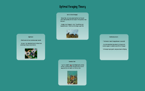 Optimal Foraging Theory by Emily Poston on Prezi