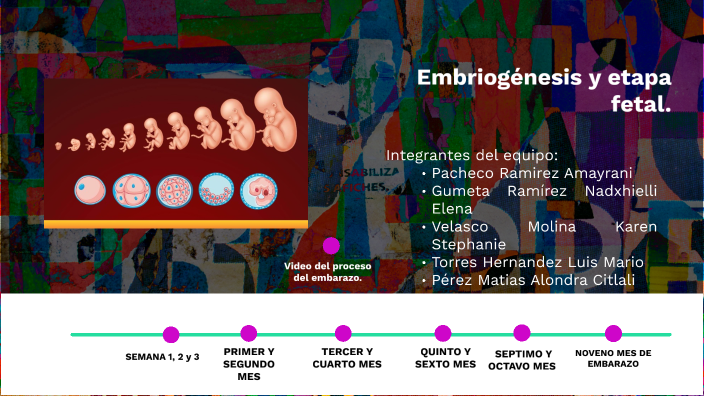 Embriogénesis y la etapa fetal by Alondra Matias on Prezi