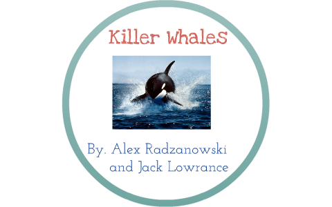 Killer Whales by Alex Radzanowski