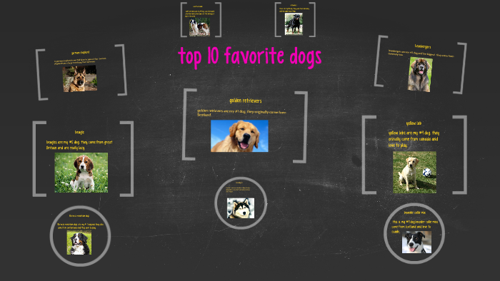 top 10 favorite dogs by on Prezi