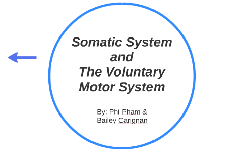 Voluntary Motor System: by Phi Pham on Prezi