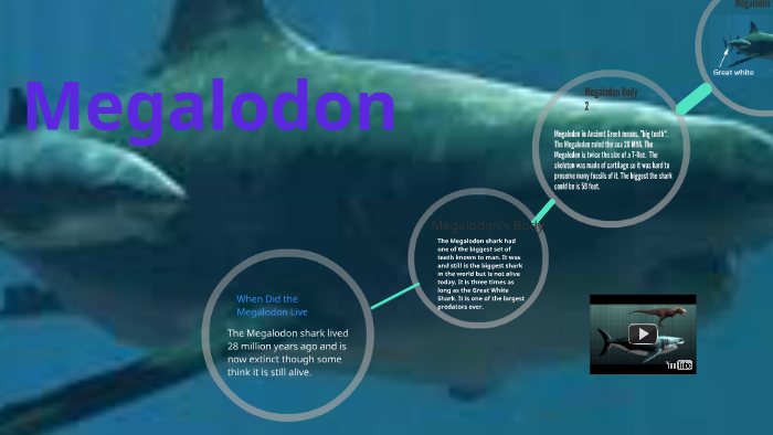 megalodon teddy