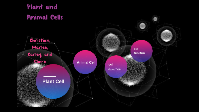 Plant and Animal Cells by Christian Barnes on Prezi