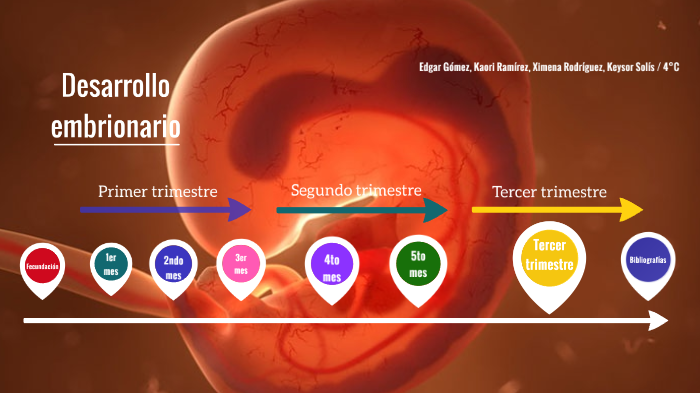 Desarrollo embrionario del SNC by Edgar Adan Gómez hernández on Prezi