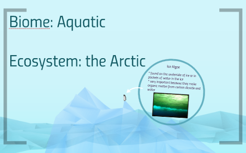 Marine Biome, arctic Ecosystem by hannah a on Prezi