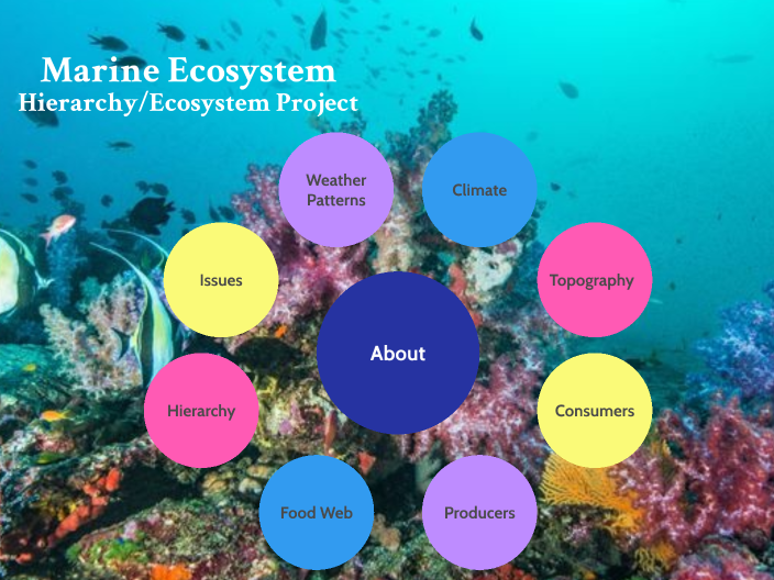 Marine Ecosystem Project by Elly Harms on Prezi