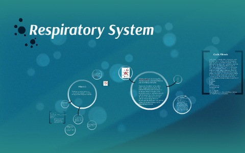 Respiratory System by Gerald Bushey