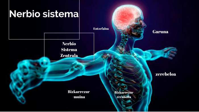 1.	NERBIO-SISTEMA ZENTRALA