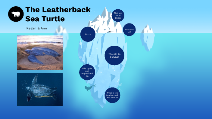 Leatherback Sea Turtle by Ann Joseph on Prezi