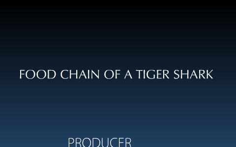 Food Chain for a Tiger Shark by jacob gardner on Prezi