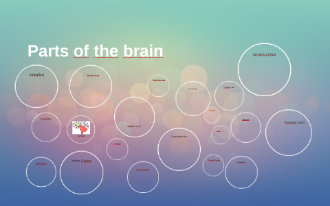 Parts of the brain by on Prezi