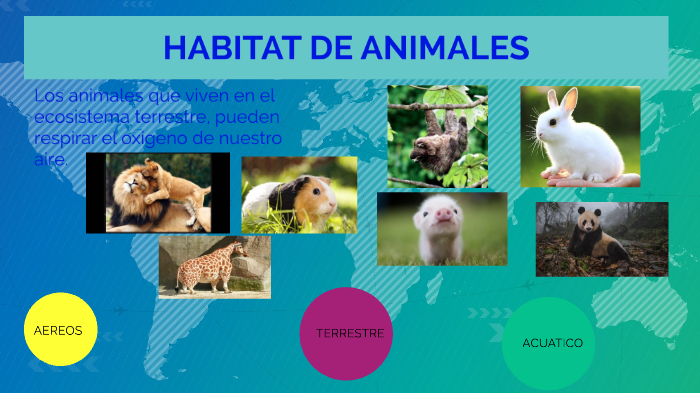 Hábitat de los animales by Valeria Alvarez on Prezi