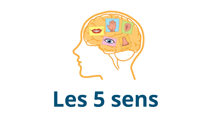 Le Systeme Sensoriel Les 5 Sens By Nico 6eme